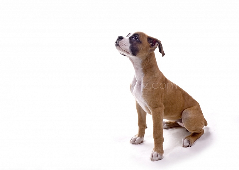 Boxer Puppy in the studio