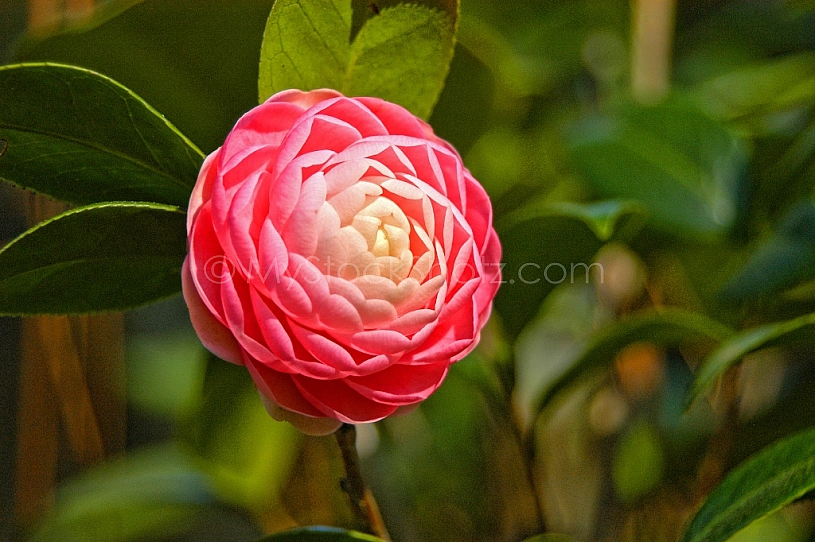 Perfect Camellia