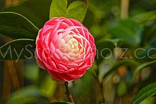 Perfect Camellia