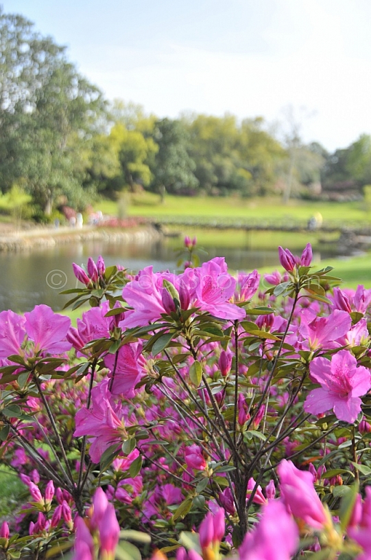 Azaleas in Bloom at Bellingrath Gardens