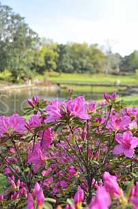 Azaleas in Bloom at Bellingrath Gardens