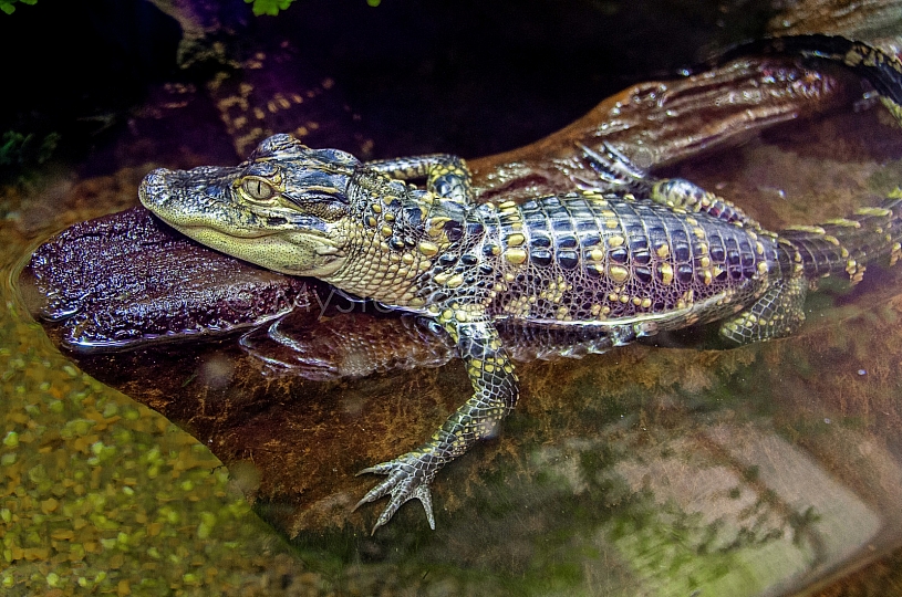 Gator at Dauphin Island