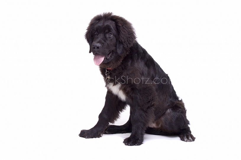 Newfie Portrait