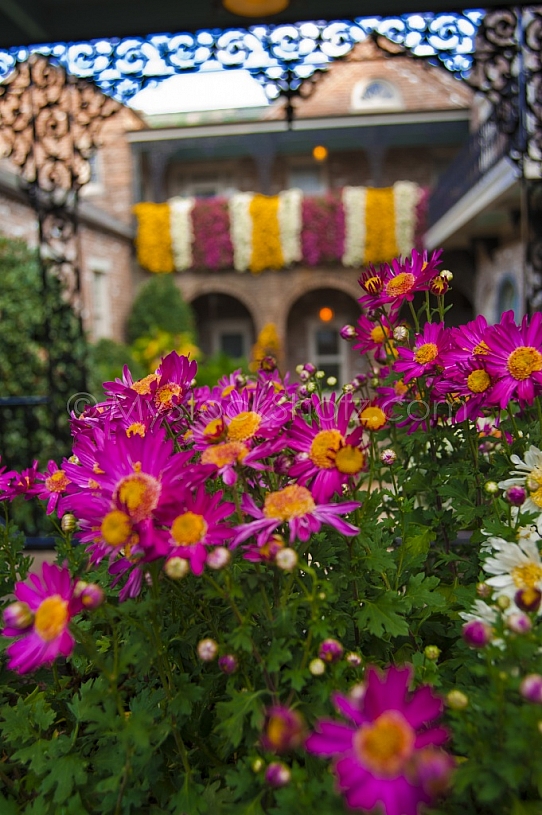Bellingrath Gardens Mums