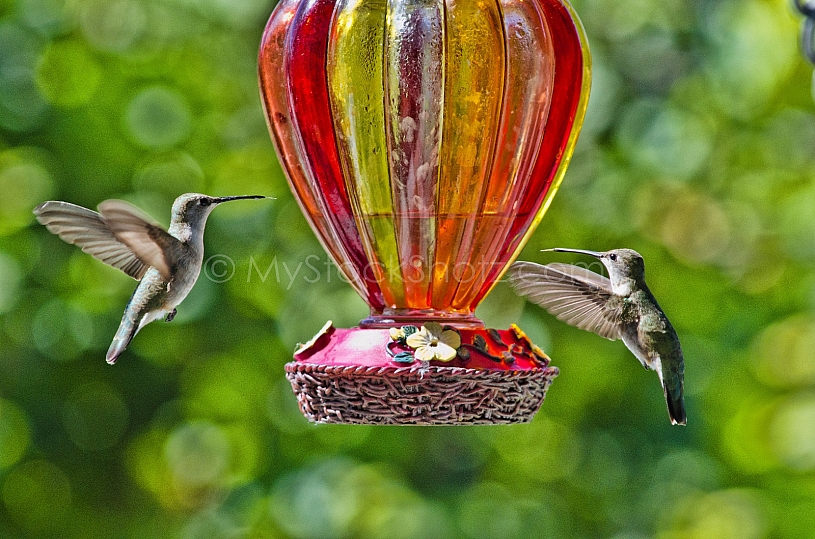 Hummingbirds at feeder