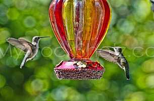 Hummingbirds at feeder