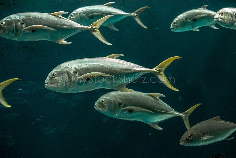 Sea Life - View into an Aquarium