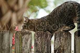 Cat on the fence
