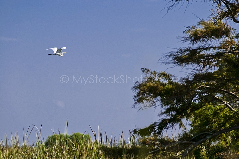 Egret in flight in the Mobile Delta