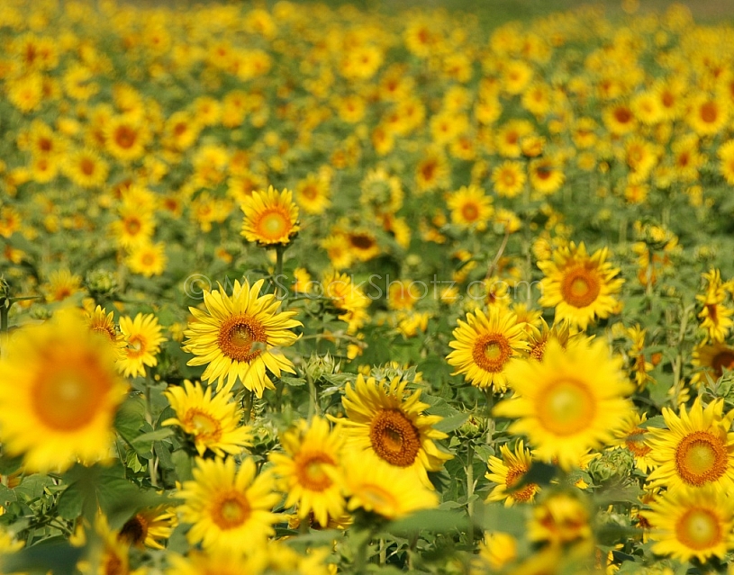 Sunflower Field