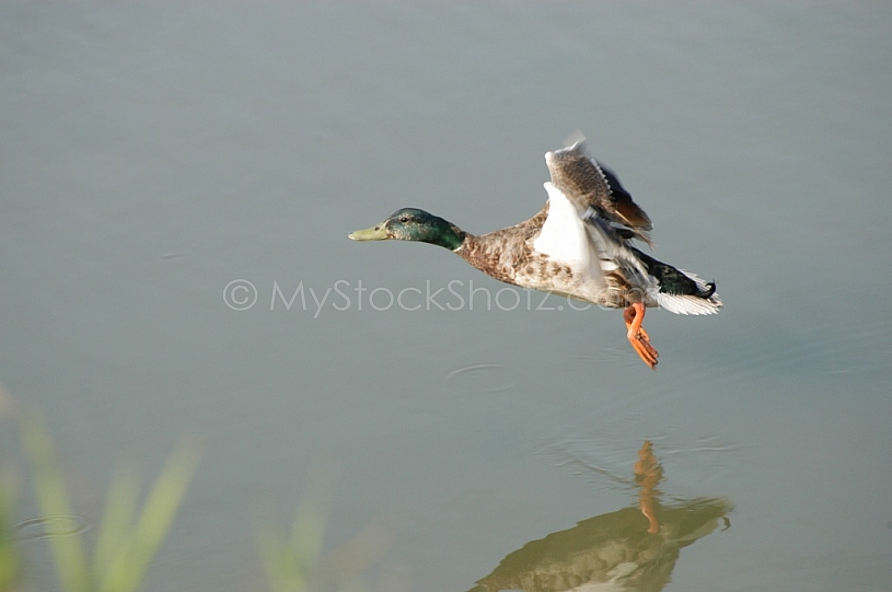 Duck in low flight