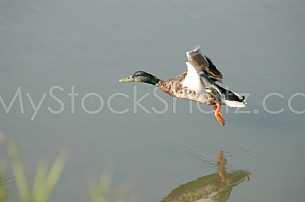Duck in low flight