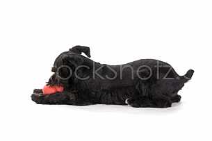 Little Playful Puppy