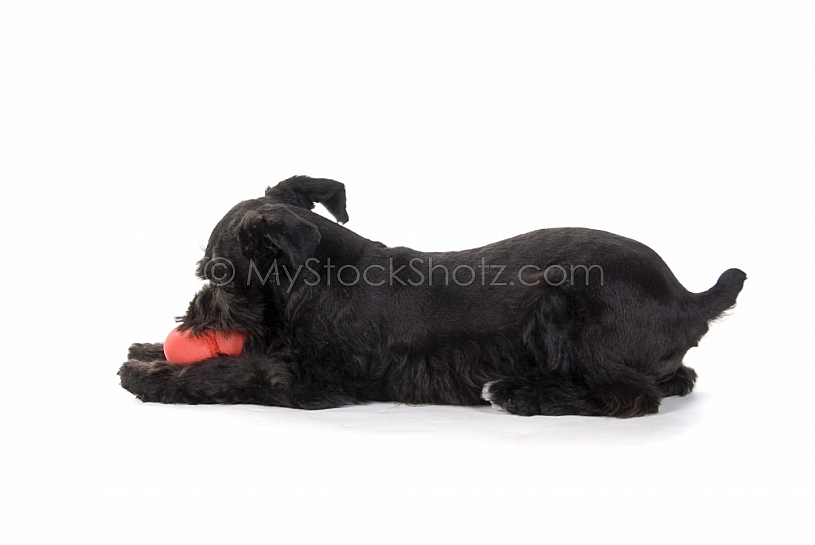 Little Playful Puppy