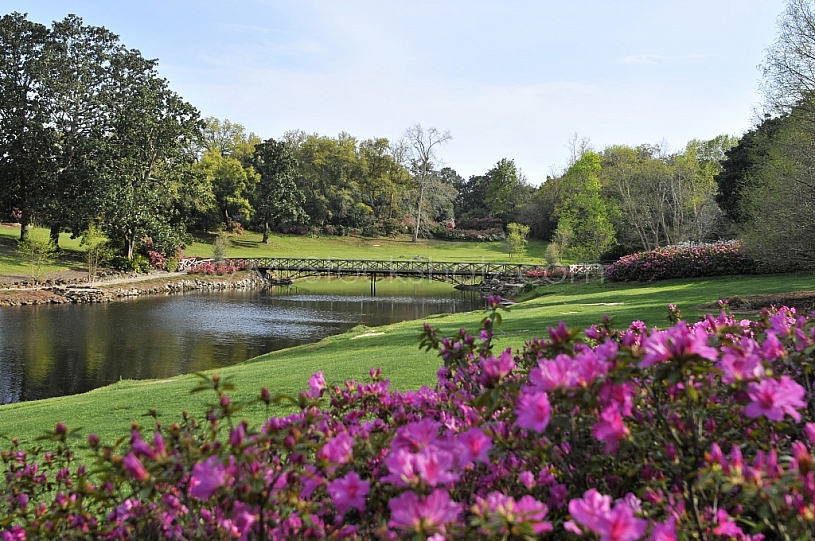 Azaleas in Bloom at Bellingrath Gardens