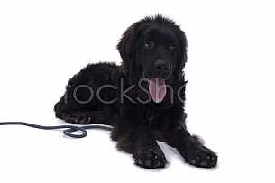 Newfie in studio