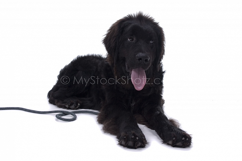 Newfie in studio