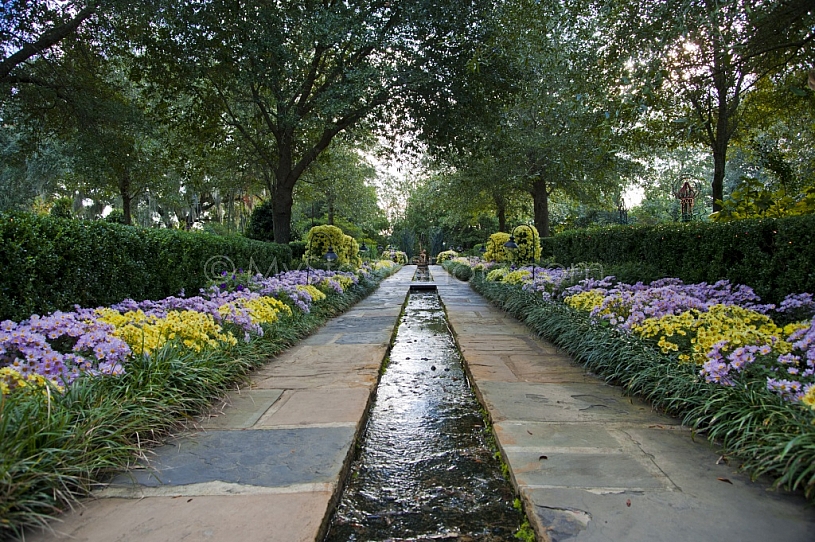 Bellingrath Gardens Mums