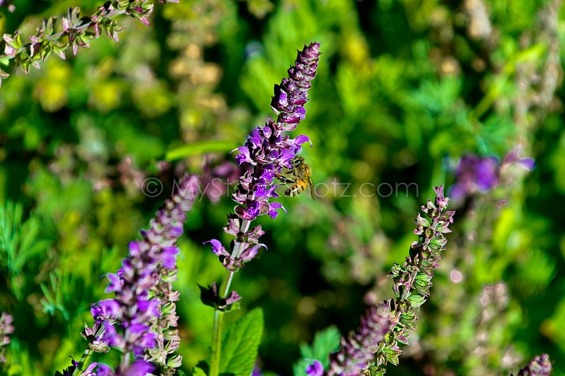 Honey Bee on flower 1
