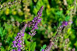 Honey Bee on flower 1