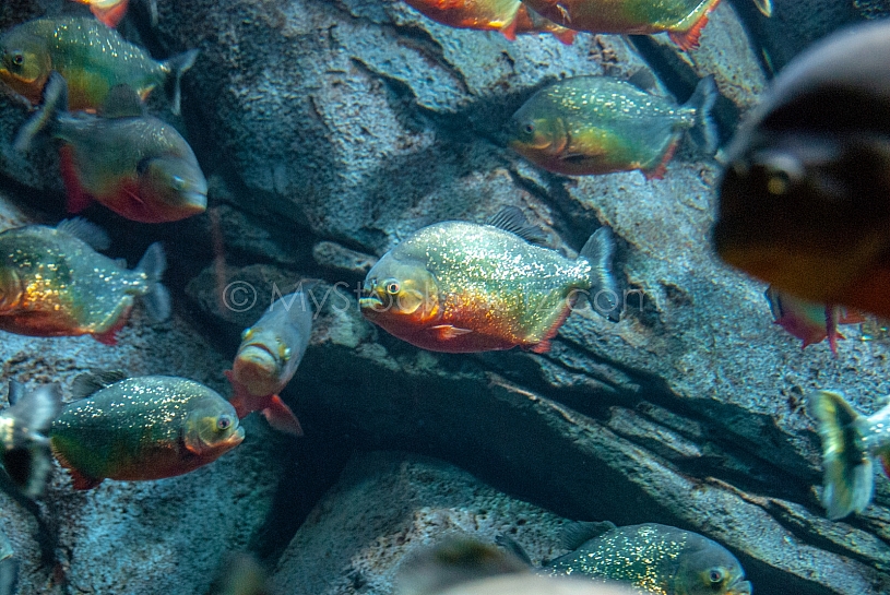 Sea Life - View into an Aquarium