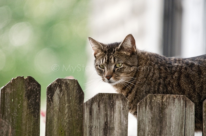 Cat on the fence