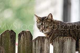 Cat on the fence