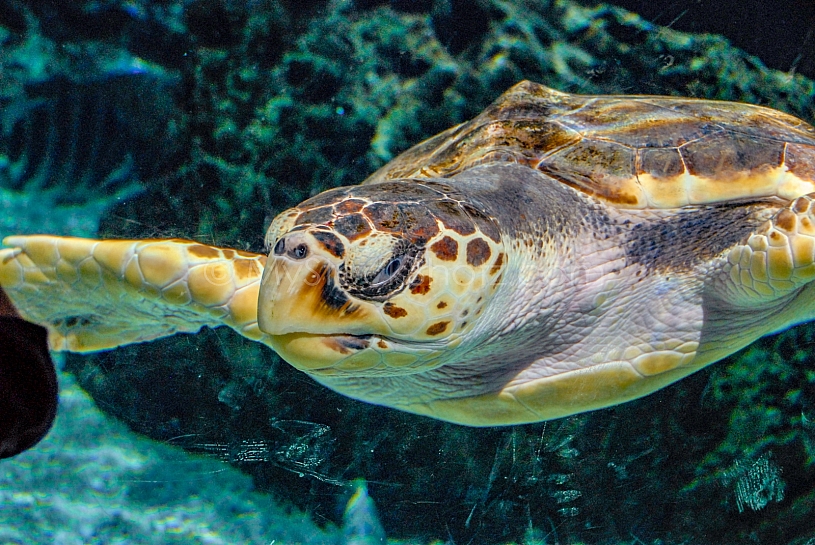 Sea Life - View into an Aquarium