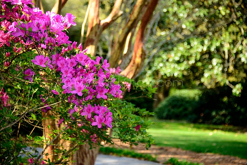 Beautiful Bellingrath Gardens