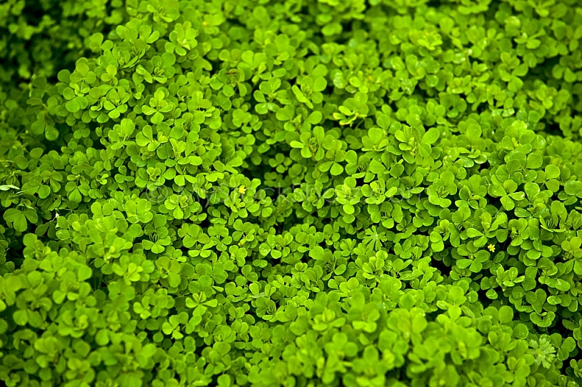 Clover in Green
