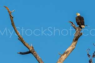 Eagle on Mobile Bay