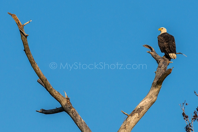 Eagle on Mobile Bay