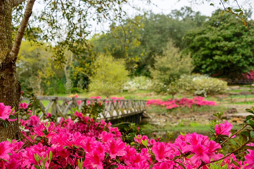 Beautiful Bellingrath Gardens
