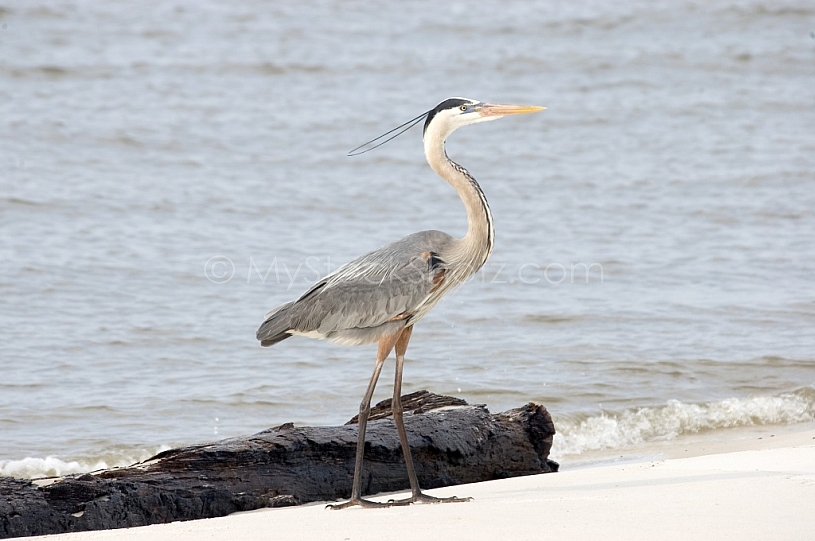 Egret at Fort Morgan