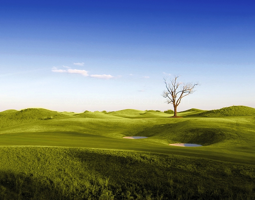 Lone tree on the golf course