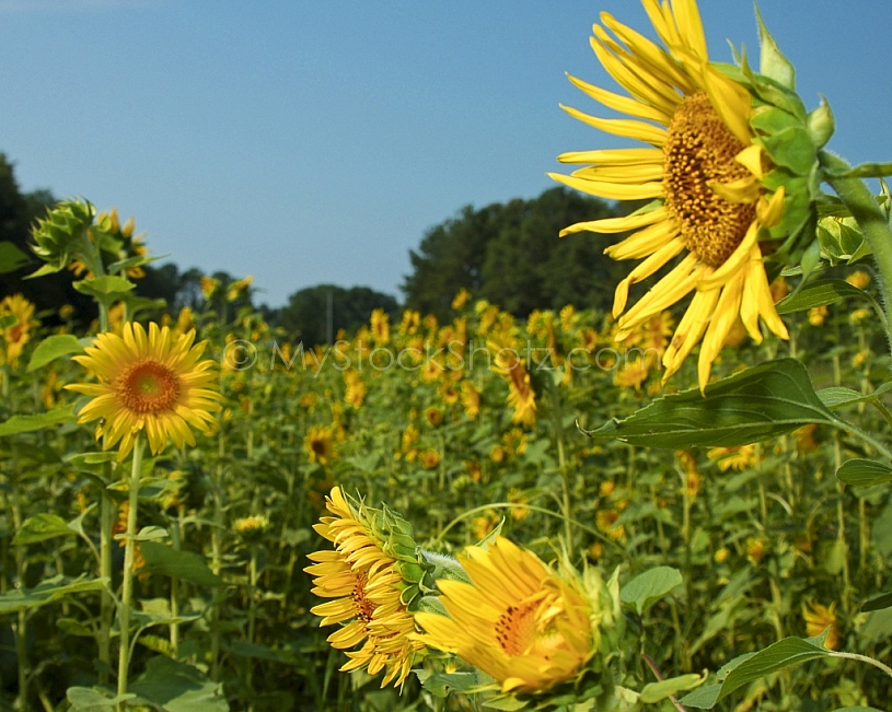 Sunflowers