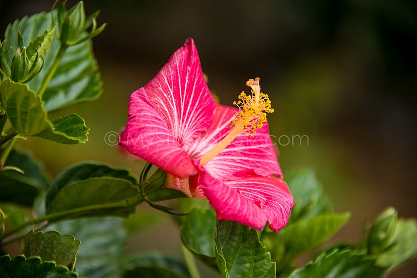Beautiful morning Hibiscus