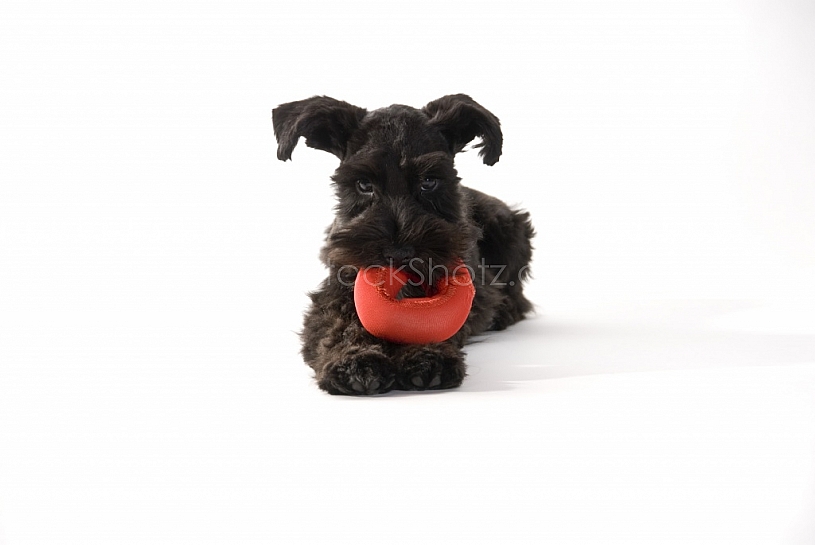 Little Playful Puppy