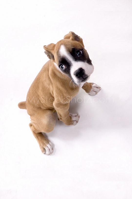 Boxer Puppy in the studio