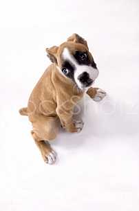 Boxer Puppy in the studio