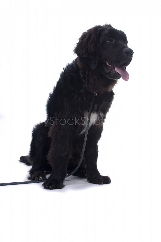 Newfoundland puppy