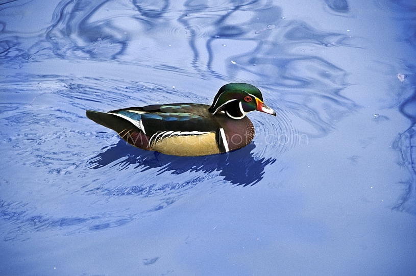 Wood Duck wading