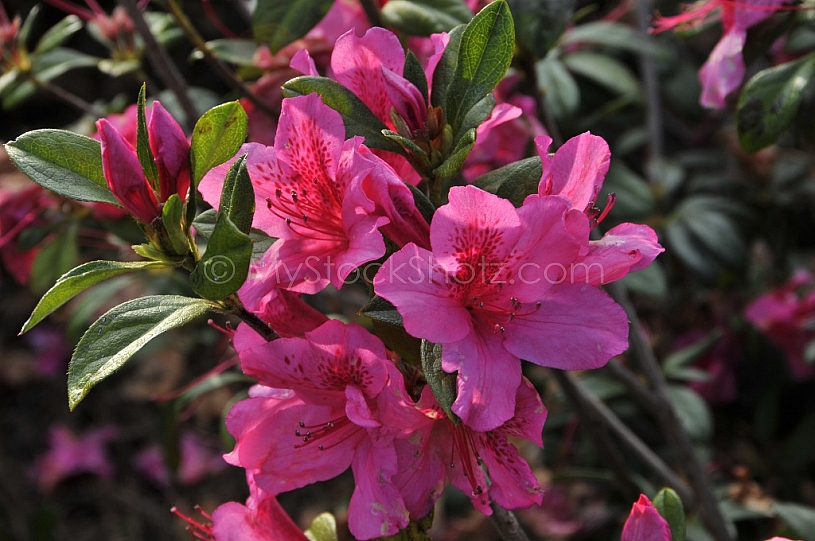 Azaleas