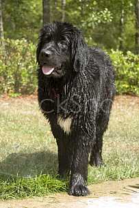 Wet Newfie Dog