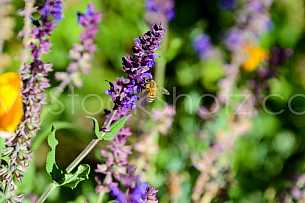 Honey Bee on flower 2