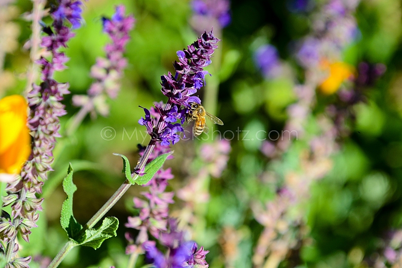 Honey Bee on flower 2