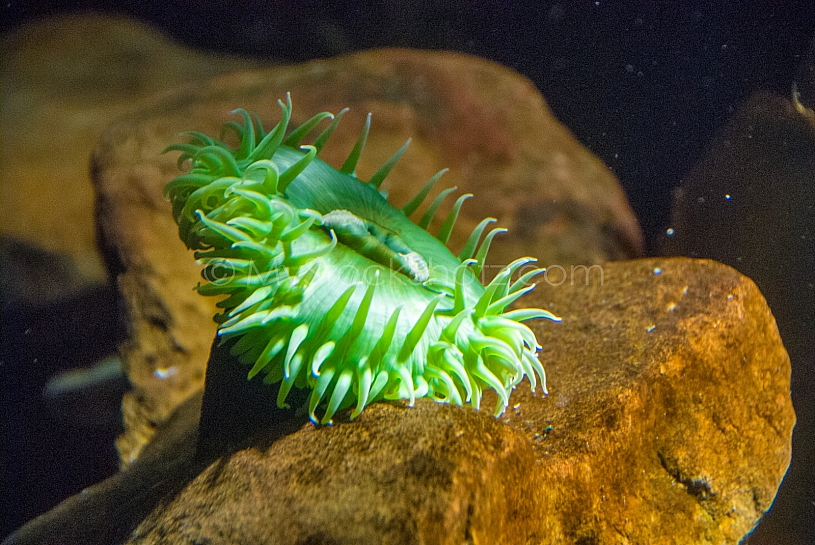 Sea Life - View into an Aquarium