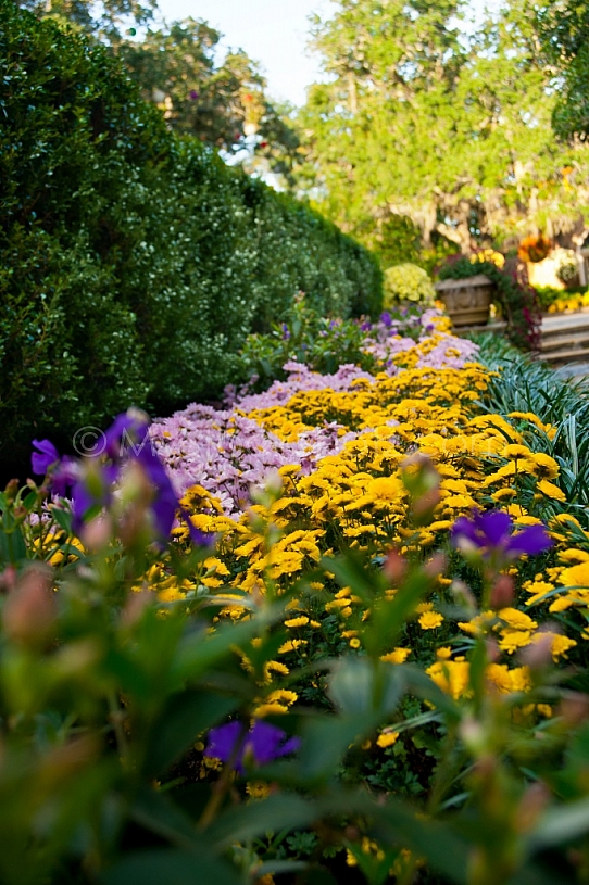 Bellingrath Gardens & Home - Mums in Bloom - 2010