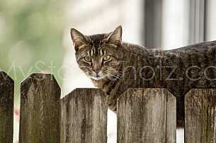 Cat on the fence