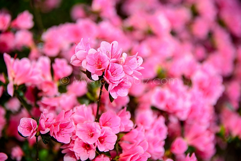 Beautiful Bellingrath Gardens